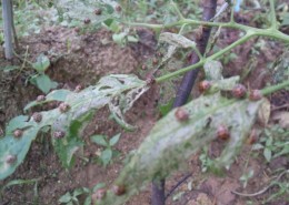 무당벌레의피해4