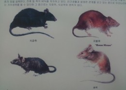 쥐의종류