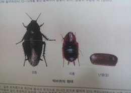 바퀴종류